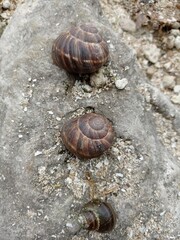 
Beautiful snails on the banks of the majestic Dnieper