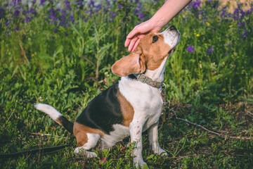 a man's hand stroking a dog of the beagle breed. the dog trusts the person. world dog day