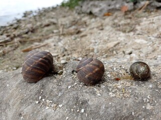 Beautiful snails on the banks of the majestic Dnieper