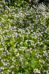 Fototapeta premium Background of white wildflowers of Claytonia sibirica in shady forest