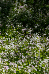 Background of white wildflowers of Claytonia sibirica in shady forest