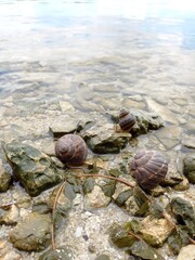 Beautiful snails on the banks of the majestic Dnieper