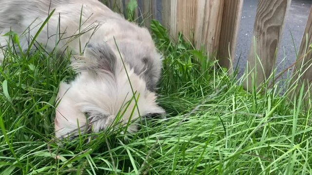 A small white dog eats blades of grass in the front yard of a home. Dogs eating grass may be a sign of digestive issues or health problems.  	