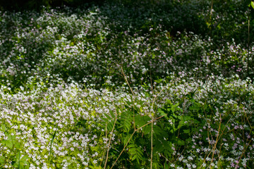 White wildflowers of Claytonia sibirica in shady forest