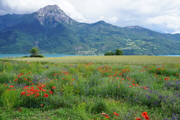 field of colorful wildflowers in the French Alps