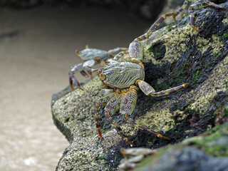 Crab walking on the rocks 