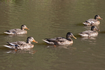 Ducks swimming in water 