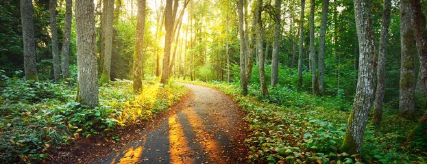 An old road (pathway) through the green forest. Ancient trees, moss and plants close-up. Sunbeams through the tree trunks. Panoramic view. Ecology, eco tourism, environmental conservation, pure nature