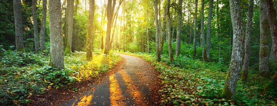 An old road (pathway) through the green forest. Ancient trees, moss and plants close-up. Sunbeams through the tree trunks. Panoramic view. Ecology, eco tourism, environmental conservation, pure nature