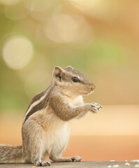Closeup of a squirrel while eating food.
