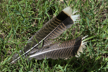 Close up of two turkey feathers in a grassy yard.