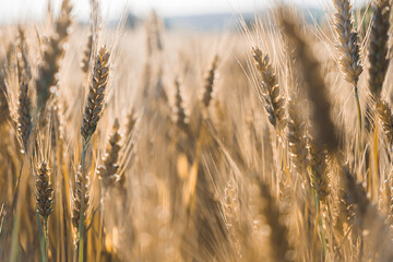 Photo of a wheat field at sunset. selective focus. separate spikelets of wheat. Agriculture, agronomy, concept