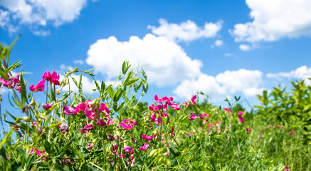 Lathyrus tuberosus, tuberous pea, tuberous vetchling, earthnut pea, aardaker, tine-tare climbing groundcover with pink bee-pollinated flowers. Used in agriculture, medicine, beekeeping