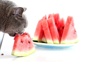 The gray Scottish cat is eating a juicy sweet watermelon. A domestic cat that loves to eat fruits...