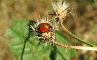 Ladybug on hieracium flower in autumn garden, closeup 