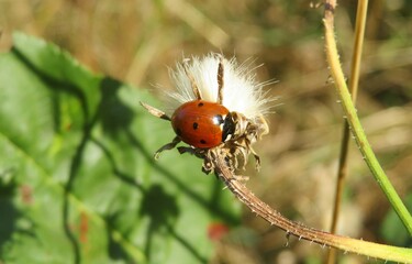 Ladybug on hieracium plant in autumn garden, closeup