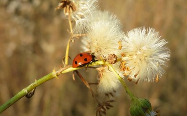 Ladybug on faded hieracium flowers in autumn garden, closeup