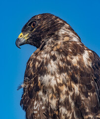 Galapagos - Santa Fe - Galapagos Hawk
