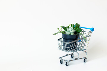 small shopping cart with succulent in a pot on a white background