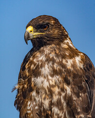 Galapagos - Santa Fe - Galapagos Hawk