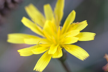 Obraz premium a flower head close up