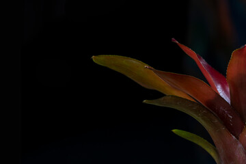 red and yellow lily on dark background