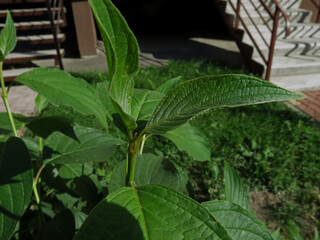 Green bright leaves in the tall bush in the ukrainian yard. Skyscraper with cement grey and brown stairs up. Grass lawn. Sun shade. Autumn time