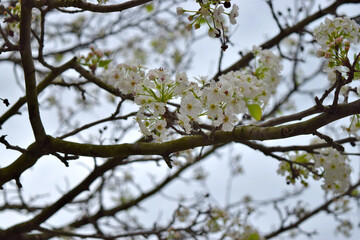 Set of almond blossoms blooming on the branch