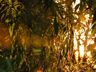 Sunset. Sun in the grass. Alice in the Land of Grass, on a visit, With the eyes of an ant, In the...