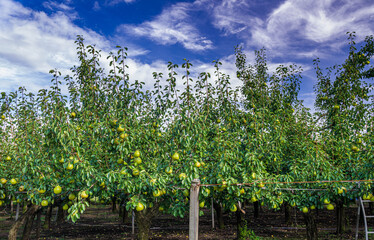 果樹園の洋梨の木