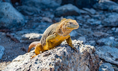  Galapagos - Plaza Sur- Land Iguana