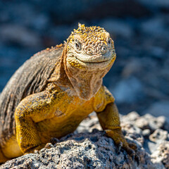  Galapagos - Plaza Sur- Land Iguana