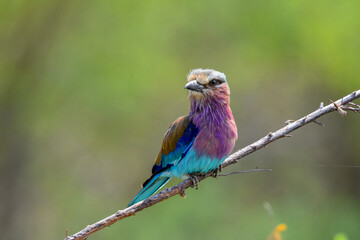 close up of  Lilac-breasted roller perched on a branch in South Luangwa NP- Zambia.