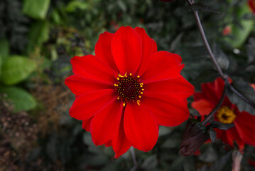 Deep red flower in the garden