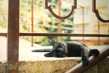 A black cat relaxes outside, sipping its paws. The concept of rest, relaxation and pleasure.