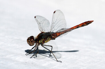  Große Heidelibelle - Sympetrum striolatum