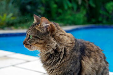 Domestic cat with green eyes