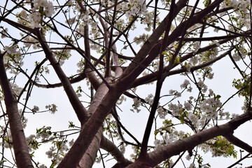 Set of branches and flowers of almond tree seen from below the tree