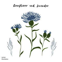 Cornflower and lavender isolated vector illustration