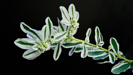 White-Green composition. Beautiful White flower with green stripes on a black background. 
