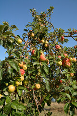 reife äpfel am baum