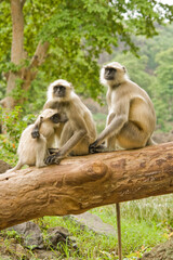 Family of monkey at a natural place.