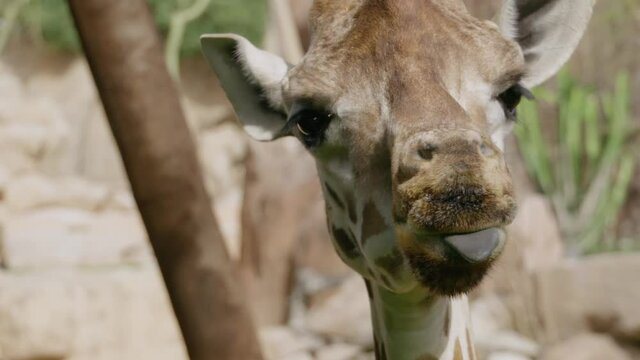 Close-up of comical african young giraffe chewing leaves cleaning her mouth with long blue tongue. Funny animals. Wildlife. Nature concept.