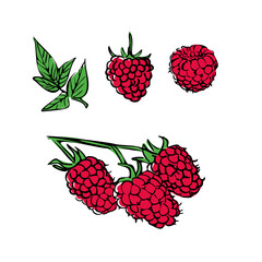 Hand drawn colorful raspberries on a branch. Vector illustration in retro style isolated on white background. Shop sketch, banner, menu, and logo.