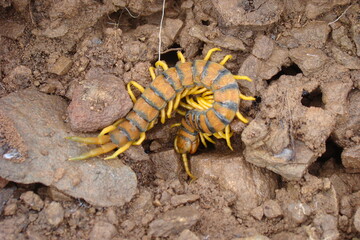 Megarian Banded Centipede (Scolopendra cingulata)