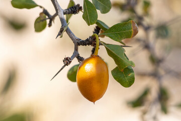 Parry's jujube fruit