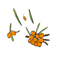 Buckthorn hand drawn illustration set. Buckthorn berry collection, yellow seaberry with leaves. sea buckthorn berry design template. Shop sketch, banner, menu, and logo.
