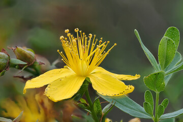 Johanniskraut (Hypericum perforatum)