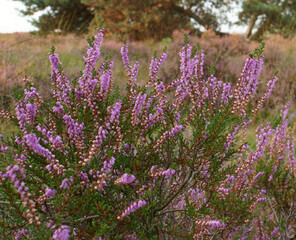 Schöne Heidekrautpflanze in einem Heidefeld. Itterbecker heide