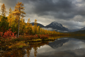 Yellow larch trees on the shore of a mountain lake on a cloudy autumn morning